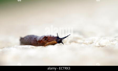 Braune Schnecke bewegt sich langsam auf den Boden nach dem Regen, Antenne Stockfoto