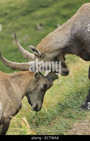 Zwei junge männliche Steinböcke (Capra Ibex) oder Steinbock Kämpfe in Alpen Berg, Frankreich Stockfoto