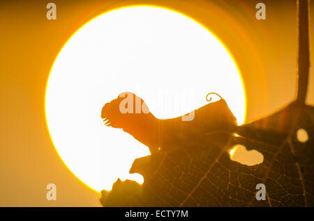 Pandora Sphinx Moth (Eumorpha Pandorus) 4. Instar Raupe auf Traube Silhouette gegen die untergehende Sonne. Stockfoto