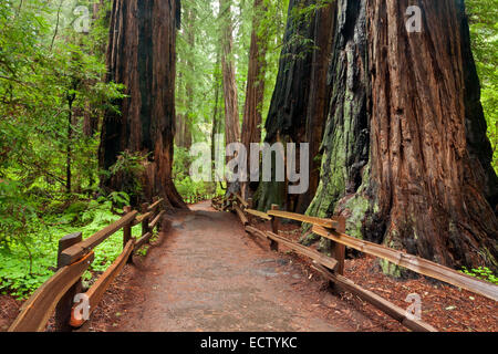 CA02554-00... Kalifornien - riesigen Redwood-Bäume im Muir Woods National Monument. Stockfoto