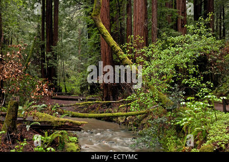 CA02561-00... Kalifornien - Redwood Creek und einem Redwood-Wald im Muir Woods National Monument. Stockfoto