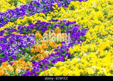 Blütenmeer mit orange, gelb und lila Stiefmütterchen Blüten Stockfoto