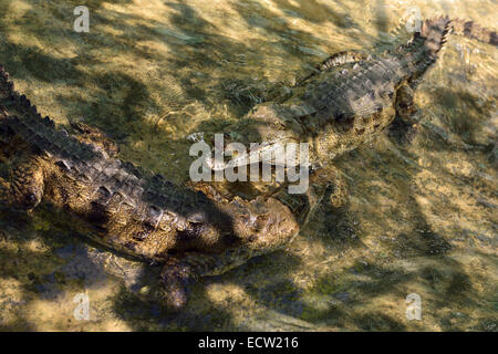 Paar junge Gefangene amerikanische Krokodile bei der Fütterung in einem flachen pool Dominikanische Republik Stockfoto