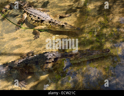 Zwei junge amerikanische Krokodile waten in einem flachen pool Dominikanische Republik Stockfoto
