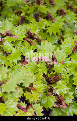 Acer Shirasawanum 'Aureum'. Blätter und Samenkapseln. Stockfoto