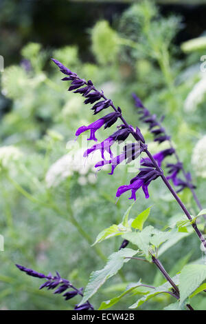 'Black Knight' Salvia in einem krautigen Grenze. Stockfoto