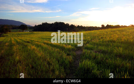Sonnenuntergang über die schöne Wiese Stockfoto
