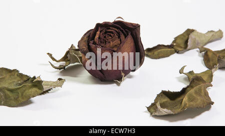 Einzelne getrocknete rose Blume mit getrockneten Blätter Isolat auf weiß Stockfoto