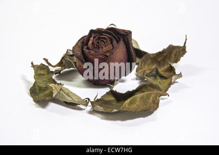 Einzelne getrocknete rose Blume mit getrockneten Blätter Isolat auf weiß Stockfoto