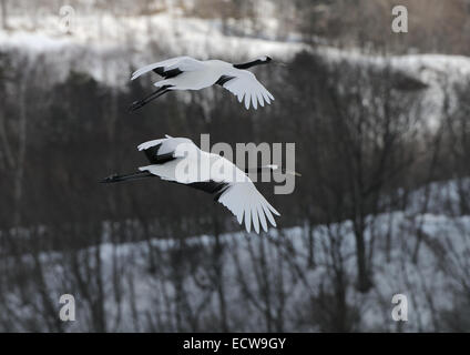 Japanische aka rot gekrönte Kräne fliegen über einem schneebedeckten Feld in der Nähe von Akan auf Hokkaido, Japan Stockfoto