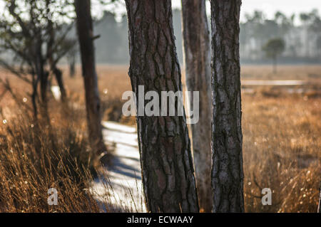Föhren Baumstämme vor einer frostigen Promenade Thursley Common, Surrey Stockfoto