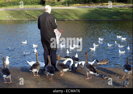 Mann, die Fütterung, Gänse und Schwäne im Regents Park, London Stockfoto