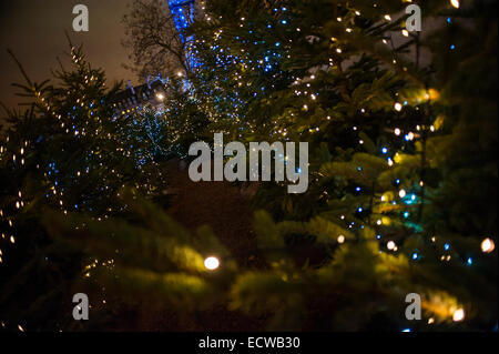 London, UK. 18. Dezember 2014. Ein Labyrinth aus 300 Blaufichten Weihnachtsbäume vom Schwarzwald. Southbank Winter Festival, London, UK. © Guy Bell/Alamy Live-Nachrichten Stockfoto