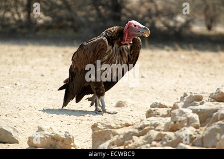 Lappetfaced Geier Torgos Tracheliotos Kalahari Wüste Kgalagadi Transfrontier National Park Northern Cape in Südafrika Stockfoto