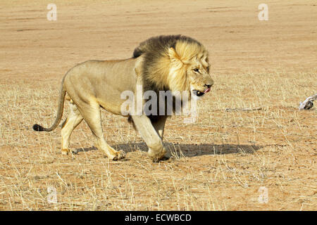 großen männlichen Löwen gehen in der Kalahari-Wüste Kgalagadi Transfrontier National Park Northern Cape Südafrika Stockfoto