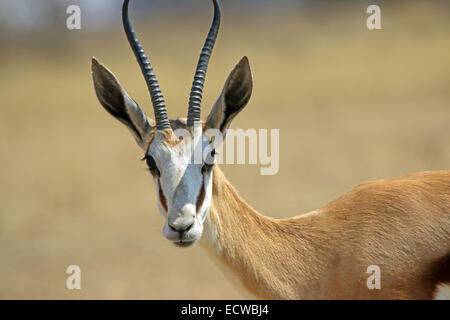 Porträt von einem Springbok Antidorcas Marsupialis an der Kgalagadi Transfrontier National Park Northern Cape Südafrika Stockfoto