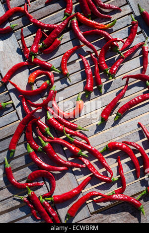 Bio rote Chilischoten trocknen in der Sonne, Spanien Stockfoto