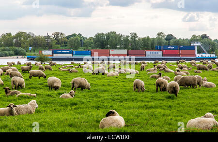Herde von Schafen eine Wiese entlang Rhein, auf dem Deich, Duisburg, Deutschland Stockfoto