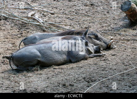 Zwei afrikanischen Warzenschweine (Phacochoerus Africanus) liegen zusammen Stockfoto