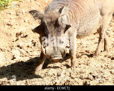 Afrikanische Warzenschwein (Phacochoerus Africanus) close-up, Frontalansicht Stockfoto