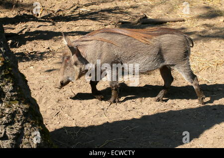 Weibliche afrikanische Warzenschwein (Phacochoerus Africanus) im Profil, zu Fuß durch gesehen Stockfoto