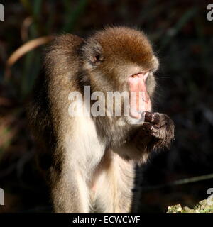 Japanischen Makaken oder Schnee Affen (Macaca Fuscata) close-up während des Essens Stockfoto