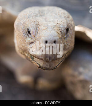 Afrikaner trieb Schildkröte, Geochelone Sulcata / Centrochelys Sulcata Stockfoto