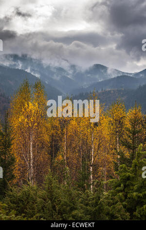 Wunderschöne Herbstlandschaft in Bergen Karpaten im Wald. Stockfoto