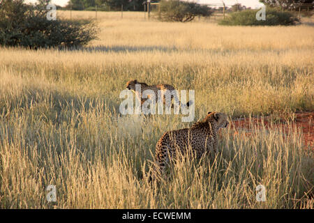 Paar von Geparden spielen in der Savanne, Namibia Stockfoto