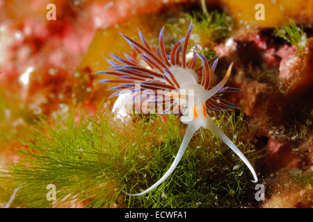 Sea Slug 'Pilger Hervia', Cratena Peregrina, Nacktschnecken, Facelinidae, Tor Paterno Schutzgebiet, Rom, Italien Mittelmeer Stockfoto