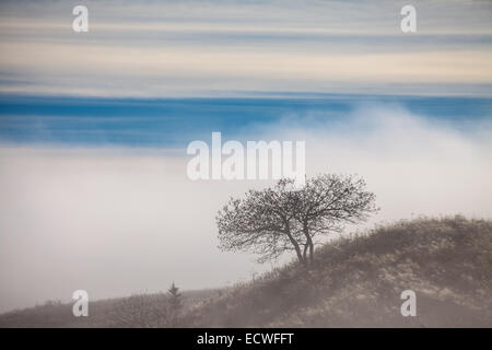Einsamer Baum im Herbst. Symbol, Single, Ukraine Stockfoto