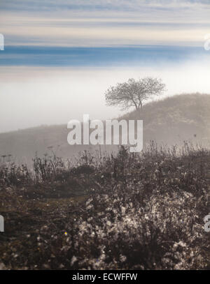 Einsamer Baum im Herbst. Symbol, Single, Ukraine Stockfoto