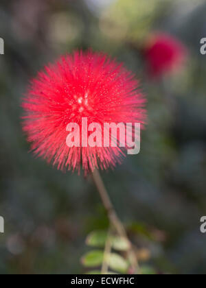 Rot Puderquaste, Calliandra Haematocephala, Obenigoukan. Blüten in Okinawa, Japan. Stockfoto