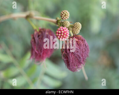 Rot Puderquaste, Calliandra Haematocephala, Obenigoukan. Blüten in Okinawa, Japan. Stockfoto