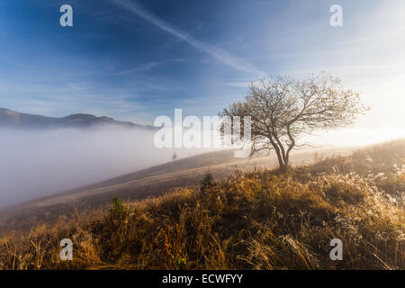 Einsamer Baum im Herbst. Symbol, Single, Ukraine Stockfoto