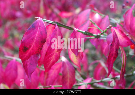 Euonymus Alatus (Winged Spindel Baum) im Herbst, UK Stockfoto