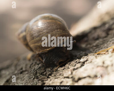 Riesigen afrikanischen Schnecke (Achatina Fulica) Invasive Pecies Okinawa, Japan Stockfoto