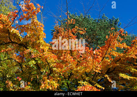 Parrotia Persica (persischer Eisenholz) im Herbst Stockfoto