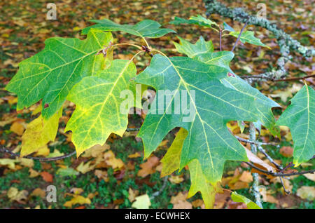 Quercus Coccinea-Sorte 'Splendens' im Herbst, UK Stockfoto