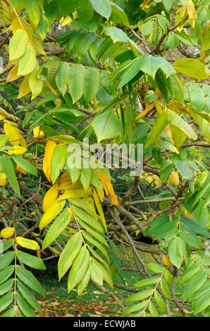 Juglans Ailantifolia var Cordiformis (Japanische Walnuss) Stockfoto