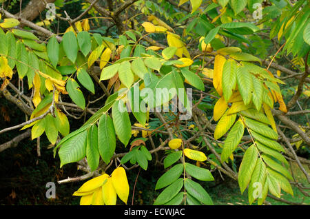 Juglans Ailantifolia var Cordiformis (Japanische Walnuss) Stockfoto