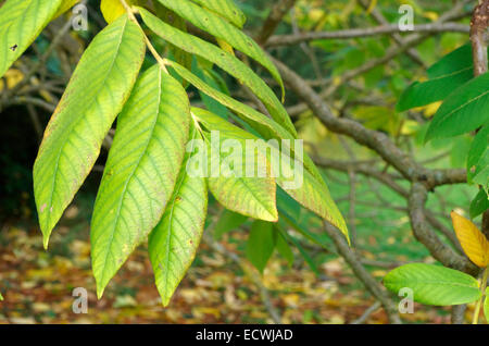 Juglans Ailantifolia var Cordiformis (Japanische Walnuss) Stockfoto