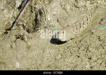 Ein blau gefleckte Schlamm Skipper Stockfoto