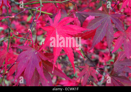 Acer Palmatum 'Beni Kagami' japanischer Ahorn Stockfoto