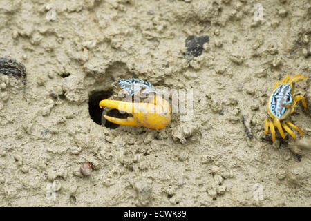 Eine blaue Fiedlerkrabbe Stockfoto