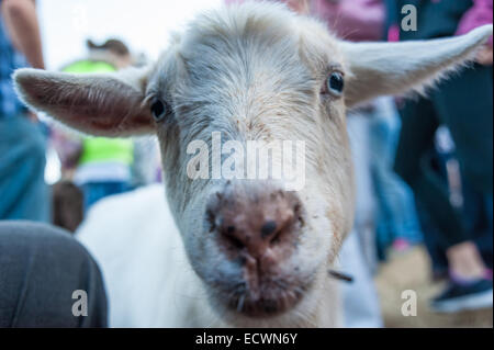 Weiße Ziege inmitten von Kindern und Erwachsenen im Bereich "Streichelzoo" einer live Geburt Weihnachten Anzeige in der Nähe von Atlanta, Georgia. Stockfoto