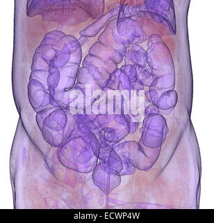 3D CT-Scan Bild eines CT-Koloskopie-Verfahrens. Stockfoto