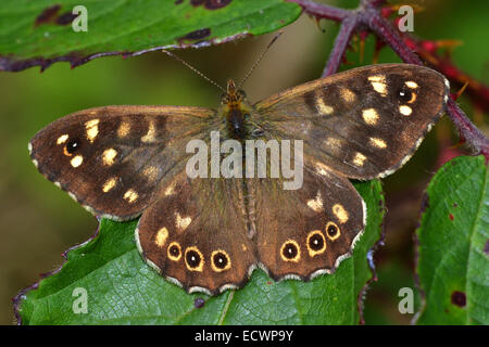 Gesprenkelte Holz Schmetterling, Pararge Aegeria, UK Stockfoto