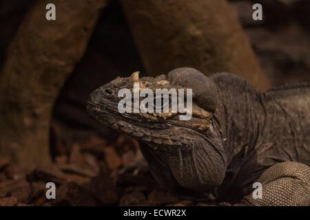 Cyclura cornuta Stockfoto