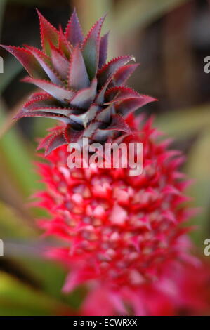 Eine rote Ananas auf Hawaii Stockfoto